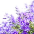Campanula bellflowers on white background Royalty Free Stock Photo