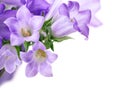 Campanula bells isolated on white