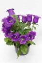 Campanula. Blooming violet Bellflowers isolated on white background. Blossom of Plant Campanula, copy space flower photo. Floral p