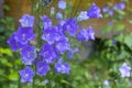 Campanula bluebell blossom close-up, bluebell close up