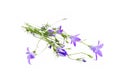 Campanula.Bluebell flower isolated