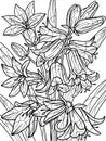 Campanula, bluebell flower, plant. Flower outline. PagCampanula, bluebell flower, plant. Home plant with large leaves