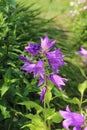 Campanula bluebell flowers inflorescence with drops on petals