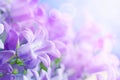 Campanula bouquet Royalty Free Stock Photo