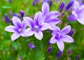 Campanula bouquet.