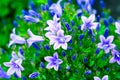 Campanula bouquet