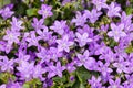 Campanula bouquet