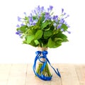 campanula bouquet on light background