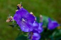 Campanula carpatica `Blaue Clips`