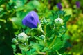 Campanula Carpatica Buds