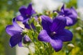 Campanula Carpatica Flowers Royalty Free Stock Photo