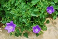 Campanula Carpatica Royalty Free Stock Photo