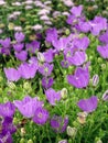 Campanula carpatica, the tussock bellflower or Carpathian harebell Royalty Free Stock Photo