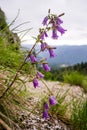 Campanula carpatica, Purple bell flowers with morning dew droplets on them, in Bucegi Carpathian mountains, Romania Royalty Free Stock Photo