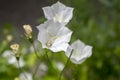 Campanula carpatica small white bell flowers in bloom