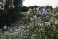 Campanula carpatica, tussock bellflower or Carpathian harebell. Rapido Blue. Plantae Angiosperms, Asterids Asterales,