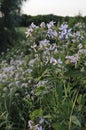 Campanula carpatica, tussock bellflower or Carpathian harebell. Rapido Blue. Plantae Angiosperms, Asterids Asterales,