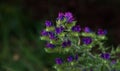 Campanula cervicaria violet flower in a dark background Royalty Free Stock Photo