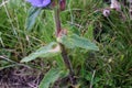 Campanula cervicaria - Wild plant shot in the summer.