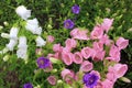 Campanula champion, Canterbury Bells, or Bellflower in the spring or summer garden.