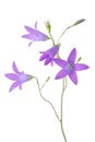 Campanula closeup