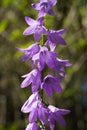 Campanula, family Campanulaceae with the common name bellflower. Royalty Free Stock Photo