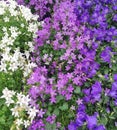 Campanula field in three colours of flowers Royalty Free Stock Photo