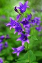 Campanula flower