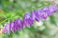 Campanula - Flower Line-Up - Beautiful Bluebells