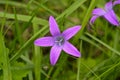 Campanula flower, purple meadow flower, close up