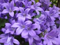 Campanula flowers Royalty Free Stock Photo