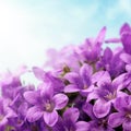 Campanula flowers