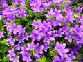 Campanula flowers as a background. Violet colored Campanula muralis growing in the garden.Selective focus