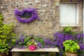 Campanula flowers on granite house wall Royalty Free Stock Photo