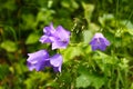 Campanula flowers