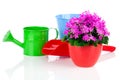 Campanula flowers with watering can,