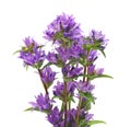 Campanula glomerata Royalty Free Stock Photo
