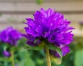 Campanula glomerata Clustered Bellflower purple ball flower in the garden