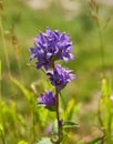 Campanula glomerata