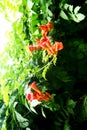 Campanula grandis in full bloom