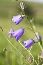 Campanula