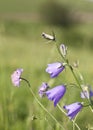 Campanula