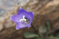 Campanula herminii bellflower small mountain flower with a flared shape and an intense blue color that on an unfocused brown