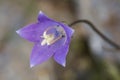 Campanula herminii bellflower small mountain flower with a flared shape and an intense blue color that on an unfocused brown