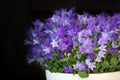 Campanula isophylla, bellflower, decorative flowers in a pot, dark background