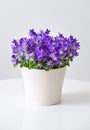 Campanula isophylla, bellflowers in a pot on a white table