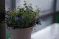 Campanula isophylla, Violet bellflowers in a pot on a table near window