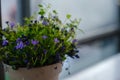 Campanula isophylla, Violet bellflowers in a pot on a table near window
