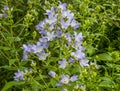 Close up of CAMPANULA lactiflora in border