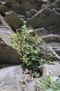 Campanula lanata, Campanulaceae